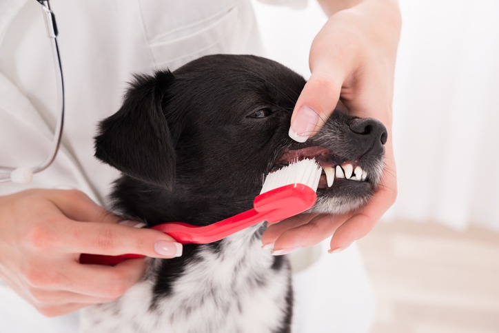 How Often Should I Clean My Pet’s Teeth